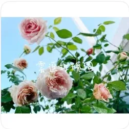 亞伯拉罕達比
