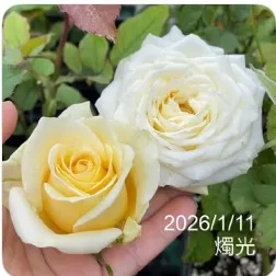 主圖