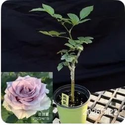 震撼藍