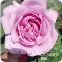 情歌