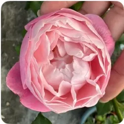 羽毛