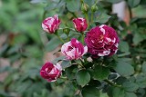 芬芳寶石