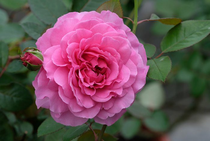 伊芙月讀