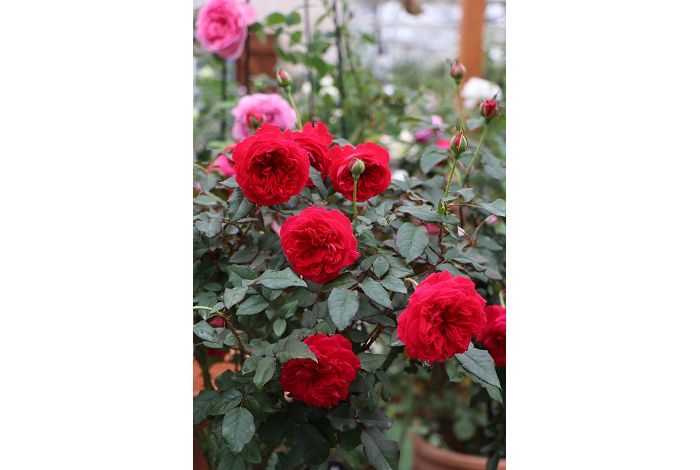My Rose