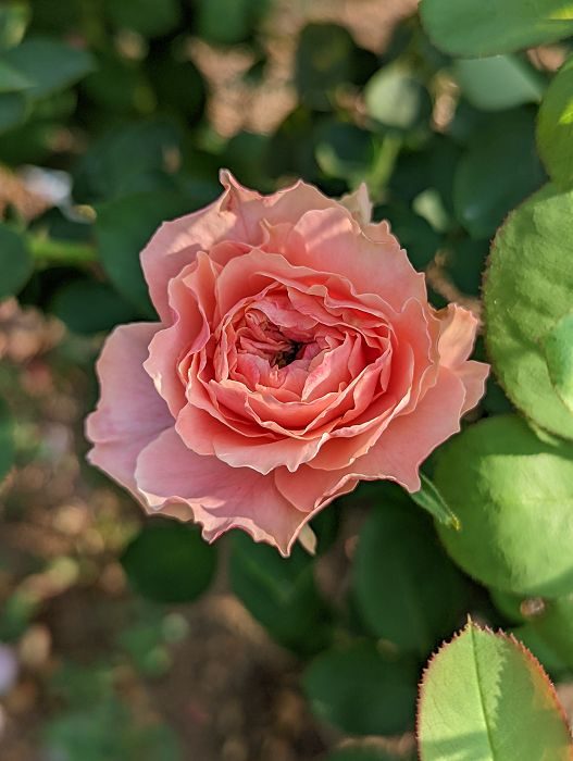 泡芙花園