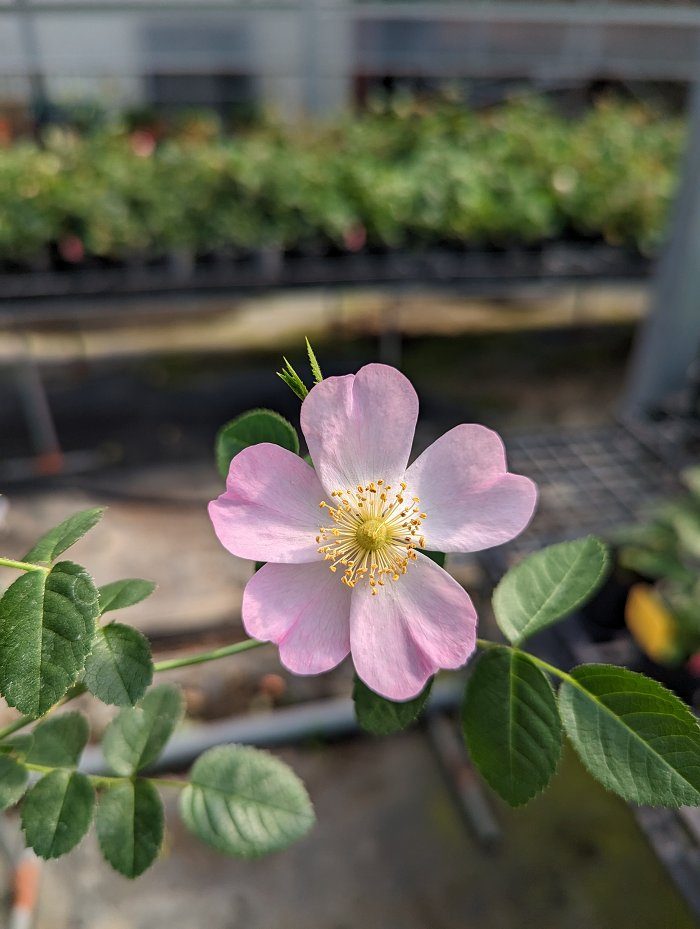 蜜香薔薇