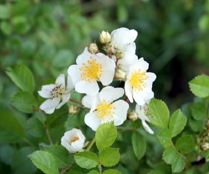 多花野薔薇