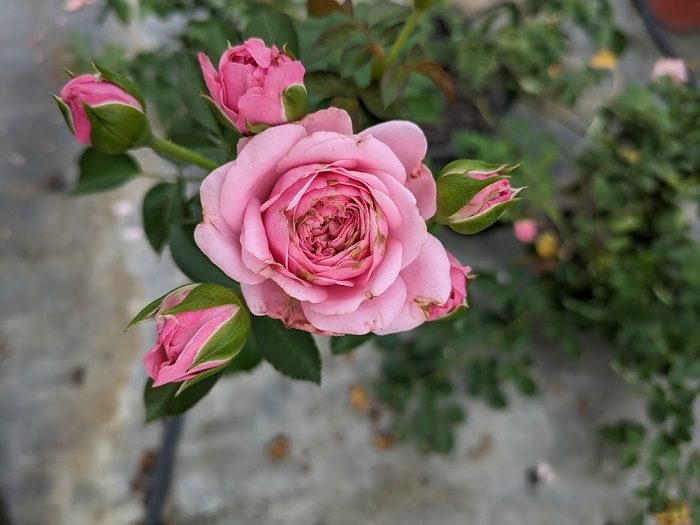 河本紡紗