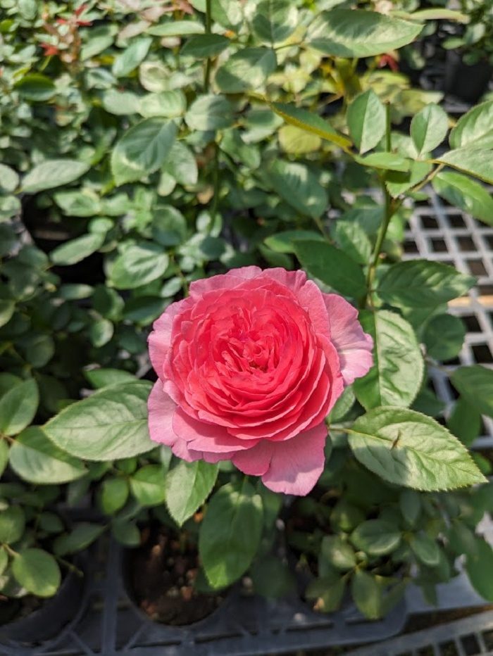 伊芙．妖豔