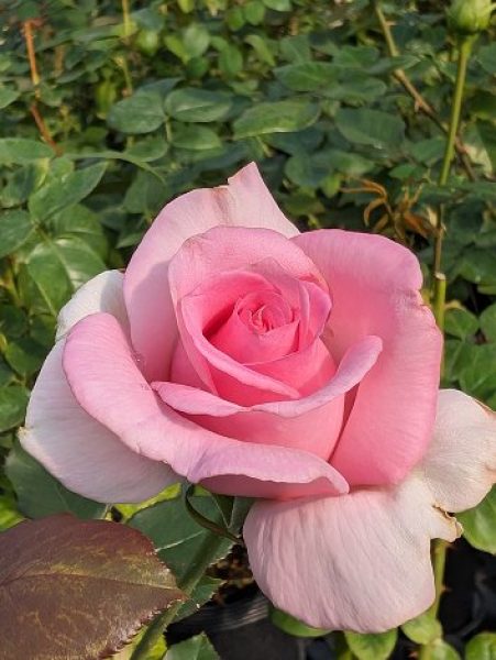 芳香山丘