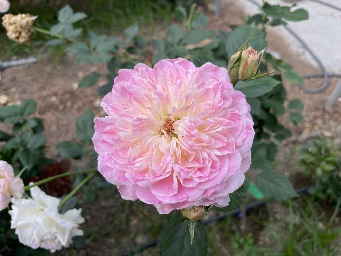 梅克林花邊