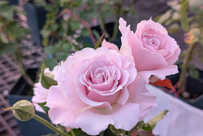 花嫁