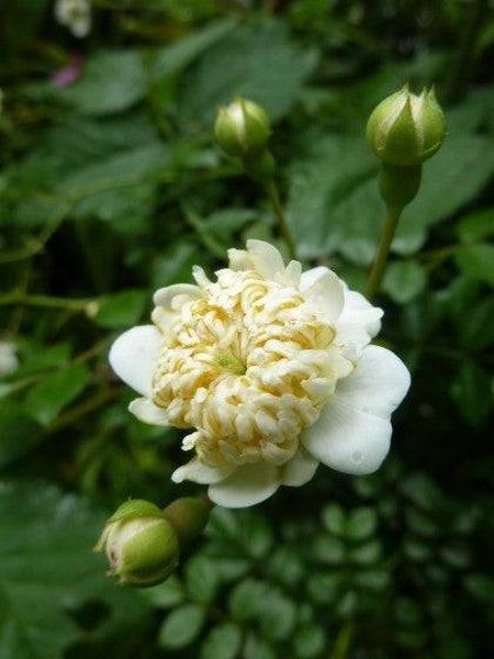 唐子開照葉薔薇