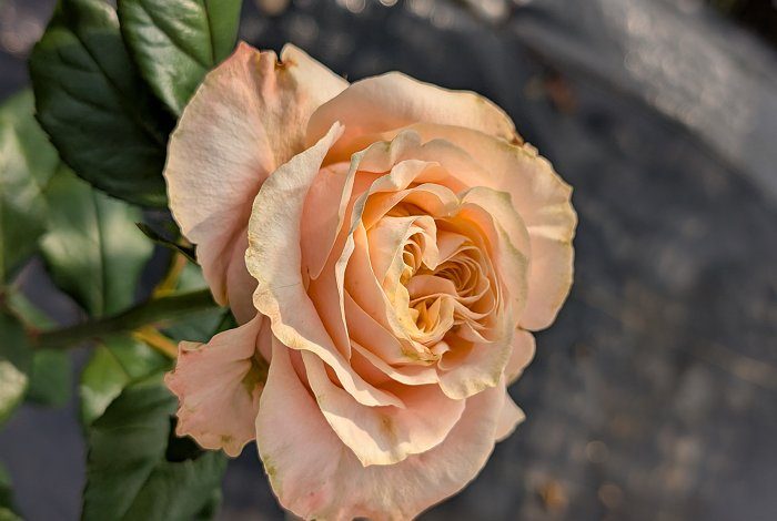 杏桃舒芙蕾