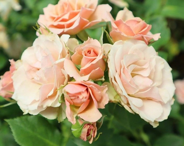朵朵小花