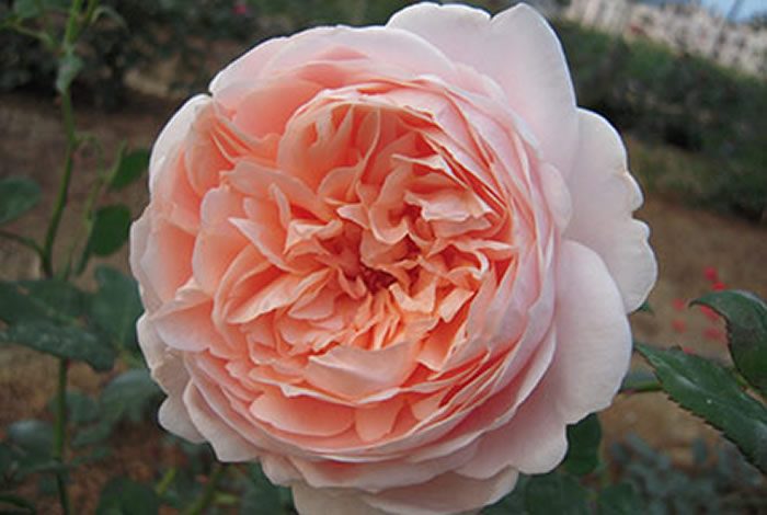 伊芙琳