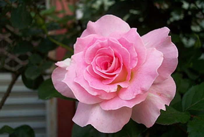 馬蒂莞達