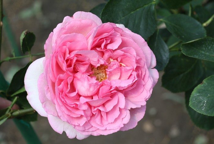 伊芙貴族香水