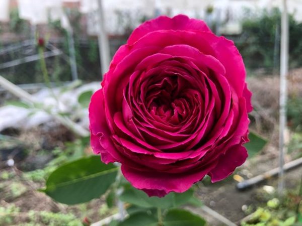 芳香花園
