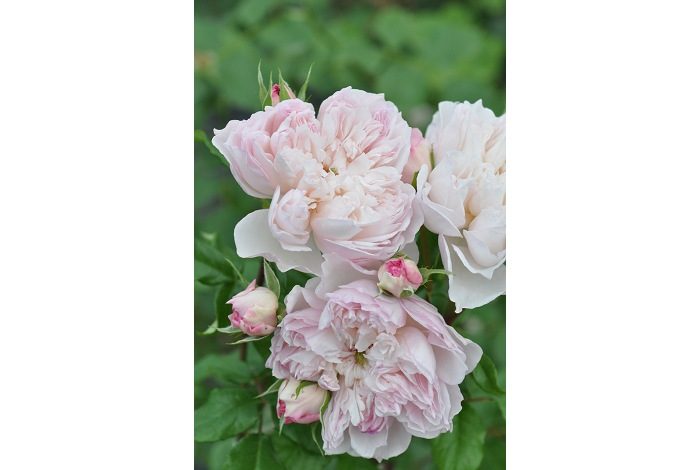 賽希爾芙蘭絲